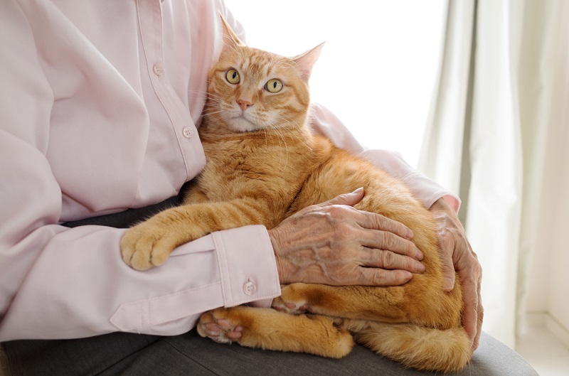 老人ホーム　ペット可　シニア-猫を抱くシニアの手